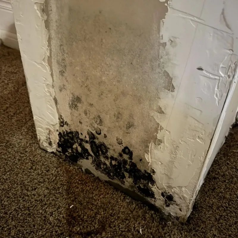 Professional Mold Removal in Brownsville, KY